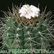 Gymnocalycium euripleurum 301