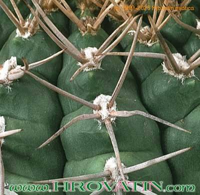 Gymnocalycium euripleurum thorn 303