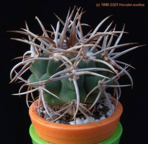 Gymnocalycium ferox MOP