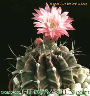 Gymnocalycium friedrichii 141