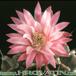 Gymnocalycium friedrichii flower 142