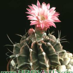 Gymnocalycium friedrichii