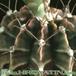 Gymnocalycium friedrichii thorn 143