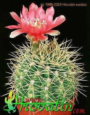 Gymnocalycium horridispinum 374