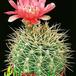 Gymnocalycium horridispinum 374