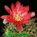 Gymnocalycium horridispinum flower 375