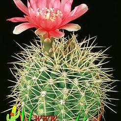 Gymnocalycium horridispinum