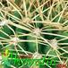 Gymnocalycium horridispinum thorn 376