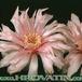 Gymnocalycium horstii flower 315