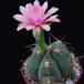 Gymnocalycium horstii PP20107