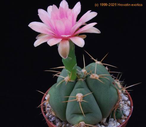 Gymnocalycium horstii PP20107