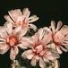 Gymnocalycium hossei-722