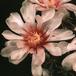 Gymnocalycium hossei-723