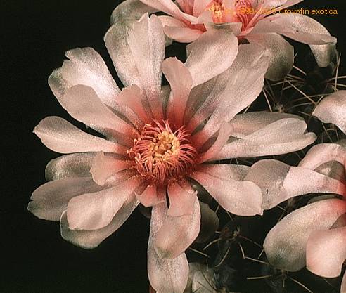 Gymnocalycium hossei-723