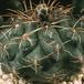 Gymnocalycium hossei-724