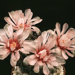 Gymnocalycium hossei