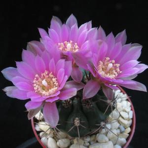 Gymnocalycium hybrid