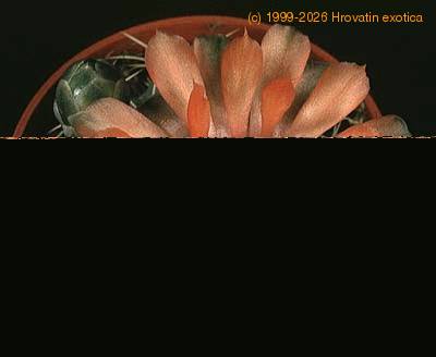 Gymnocalycium hybrid flower 152b