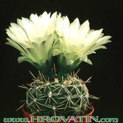 Gymnocalycium hyptiacanthum v. citriflorum