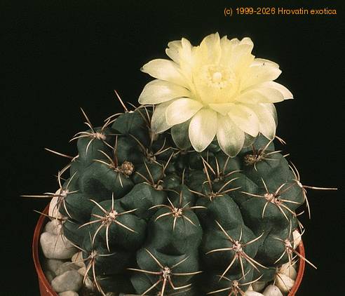 Gymnocalycium leeanum-587