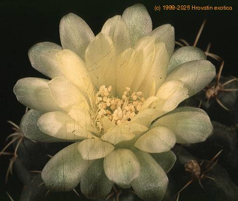 Gymnocalycium leeanum-589