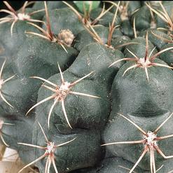 Gymnocalycium leeanum