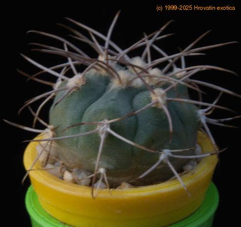 Gymnocalycium mazanense  MOP