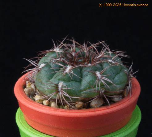 Gymnocalycium mesopotamicum MOP