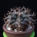 Gymnocalycium michanovichii MOP