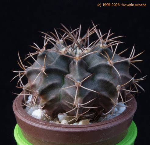 Gymnocalycium michanovichii MOP