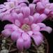 Gymnocalycium mihanovichii sp. 1