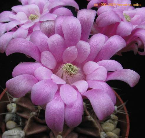 Gymnocalycium mihanovichii sp. 1