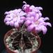 Gymnocalycium mihanovichii sp. 2
