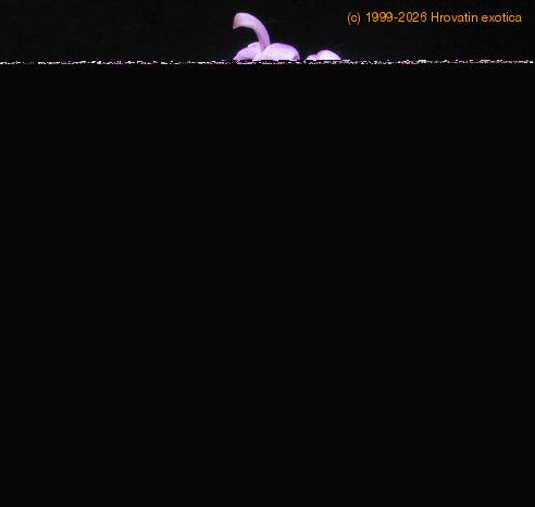 Gymnocalycium mihanovichii sp. 2