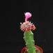 Gymnocalycium mihanovichii ssp. friedrichii 1