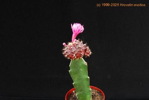 Gymnocalycium mihanovichii ssp. friedrichii 1