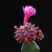 Gymnocalycium mihanovichii ssp. friedrichii 2