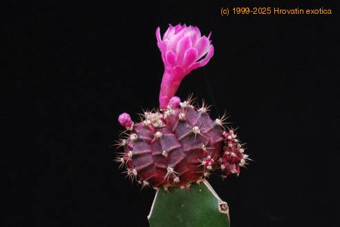 Gymnocalycium mihanovichii ssp. friedrichii 2