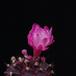Gymnocalycium mihanovichii ssp. friedrichii 3