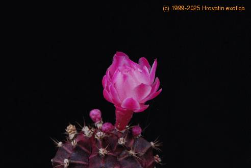 Gymnocalycium mihanovichii ssp. friedrichii 3