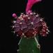 Gymnocalycium mihanovichii ssp. friedrichii 4