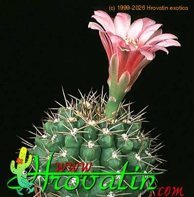 Gymnocalycium monvillei 357