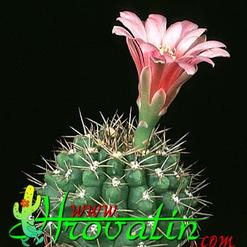 Gymnocalycium monvillei