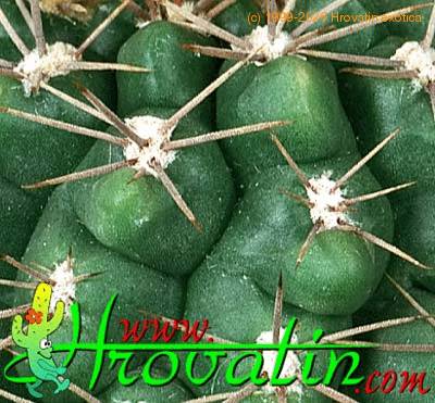 Gymnocalycium monvillei thorn 359