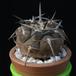 Gymnocalycium piltziorum MOP