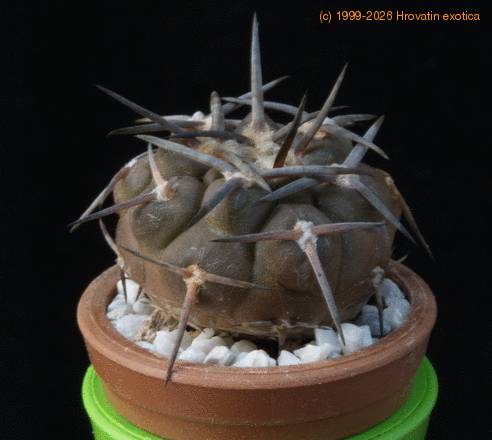 Gymnocalycium piltziorum MOP