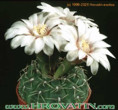 Gymnocalycium quehlianum 157