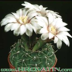 Gymnocalycium quehlianum