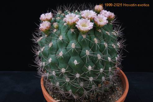 Gymnocalycium saglionis tilcarense SIb