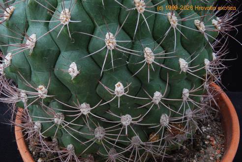 Gymnocalycium saglionis tilcarense SIt